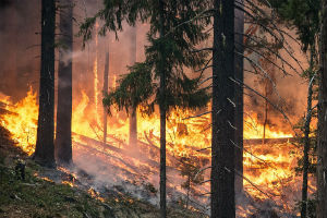 forest-fire_web858639_61314