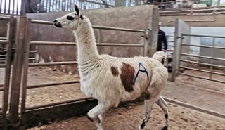 Arla the llama at the University of Reading