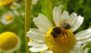 abelha na flor