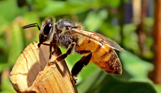 A honeybee on a piece of wood. 
