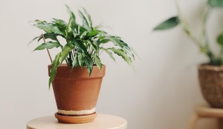 A houseplant in a room