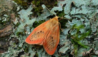 A Rosy Footman moth