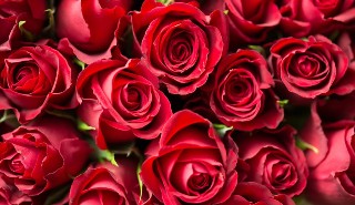 Valentine's Day roses
