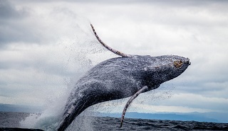 Black and White whale jumping on water