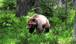 A brown bear walking on all four feet, through lush green woodland