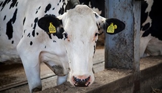 A dairy cow portrait, inside a farm building. The cow is mostly white with some black spots and patches.