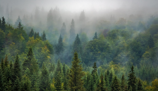 A forest covered by fog