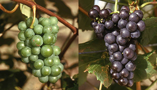 Grapes on the vine. Copyright University of Reading.