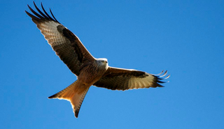 Free image of a red kite