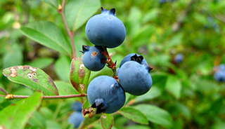 Wild blueberries on the bush