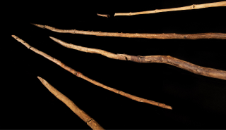 Sticks used by early humans