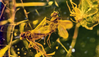 Flies in copulation in amber