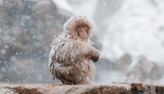 How Monkeys Survive in Cold Weather: Secrets of Nature's Resilience