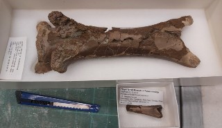 Comparison of an adult vertebra bone with the juvenile bone that was discovered 