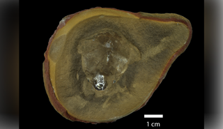 Pohlsepia mazonensis