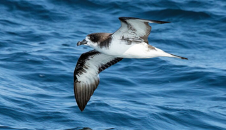 Galapagos Petrel