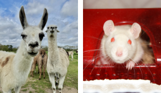 Llamas and a mouse