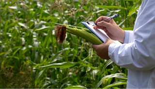 A person in a maize field, wearing a white lab coat and writing on a clipboard