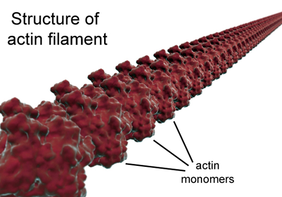 actin filament structure