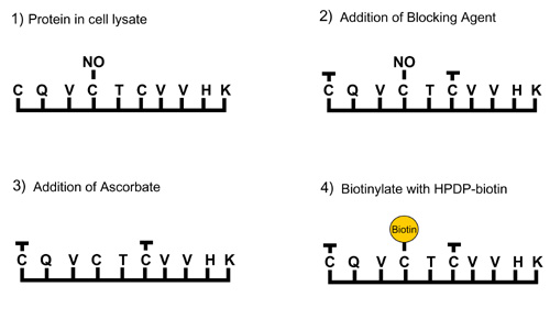 Diagram of the Biotin-Switch technique