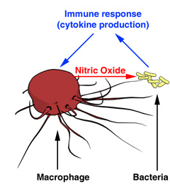 Role of nitric oxide in the immune system