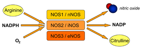 Diagram of Nitric Oxide Synthesis