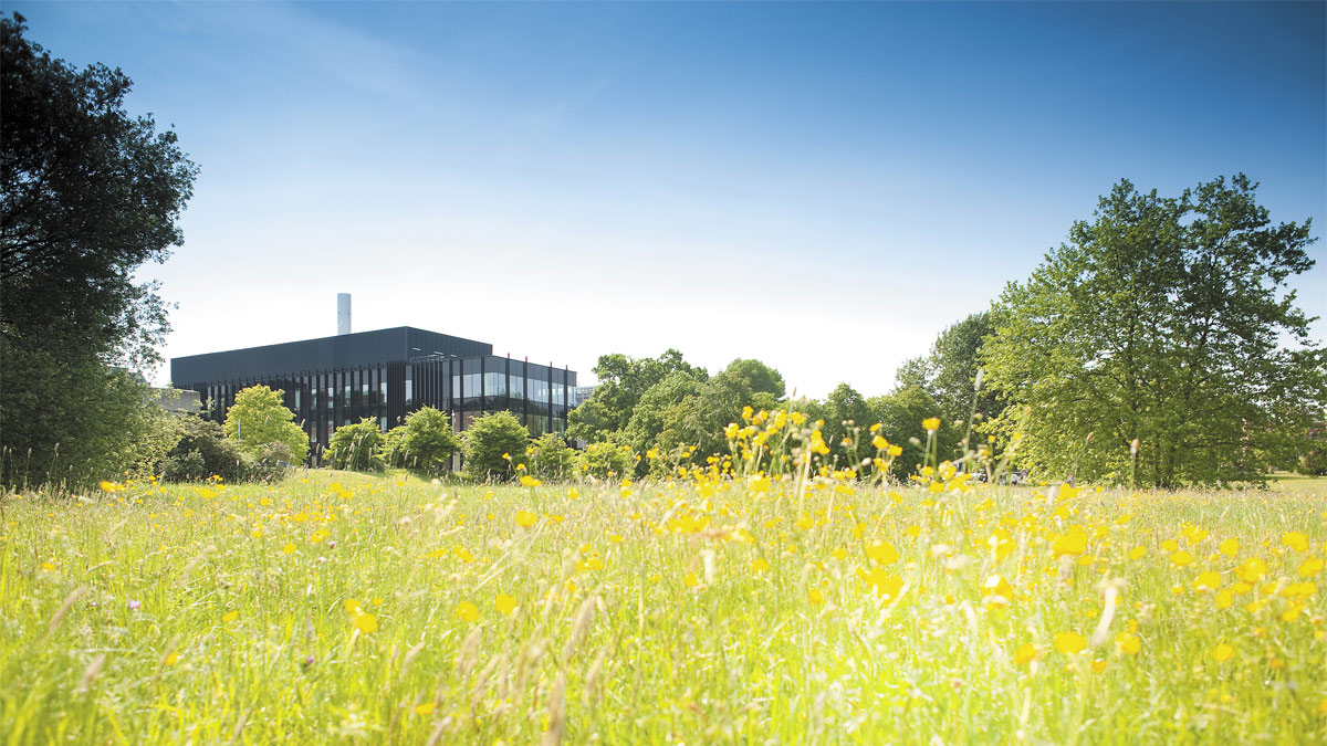 Wildflowers in the lakeside meadow on Whiteknights Campus, University of Reading