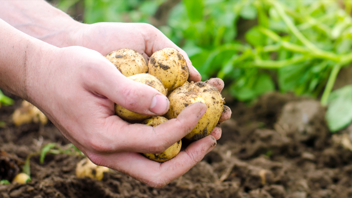 Farming potatoes