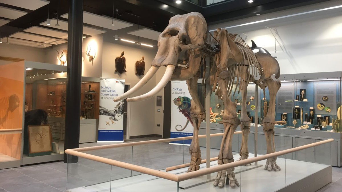 Cole Museum Mammoth