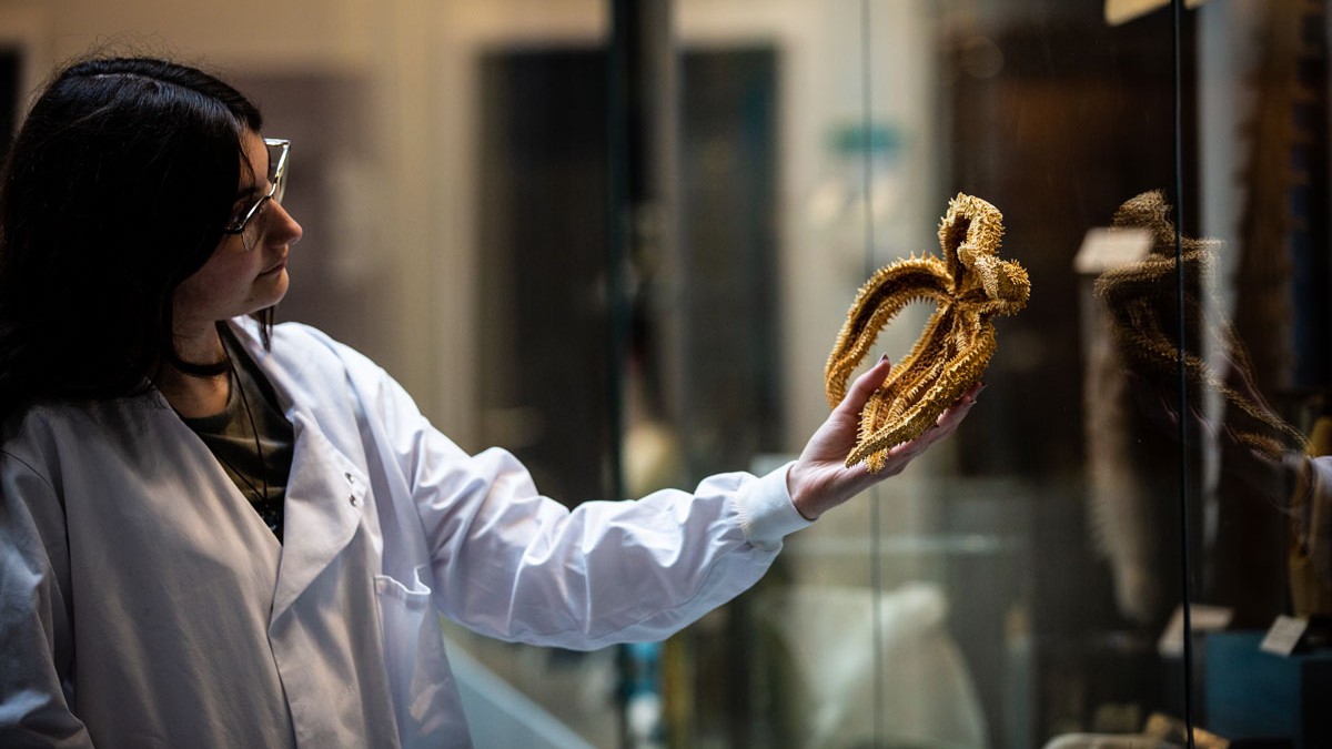Lab technician in white coat holds and examines a starfish