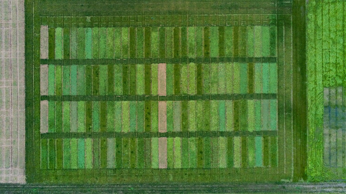 Aerial image of crops