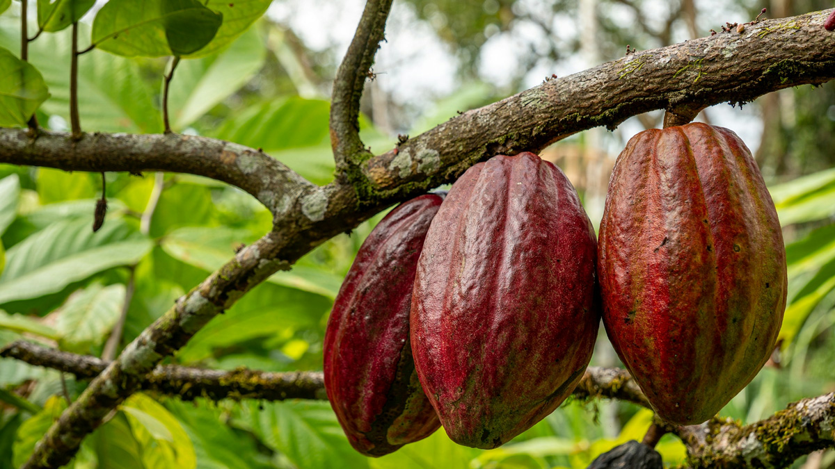Cocoa beans on the branch