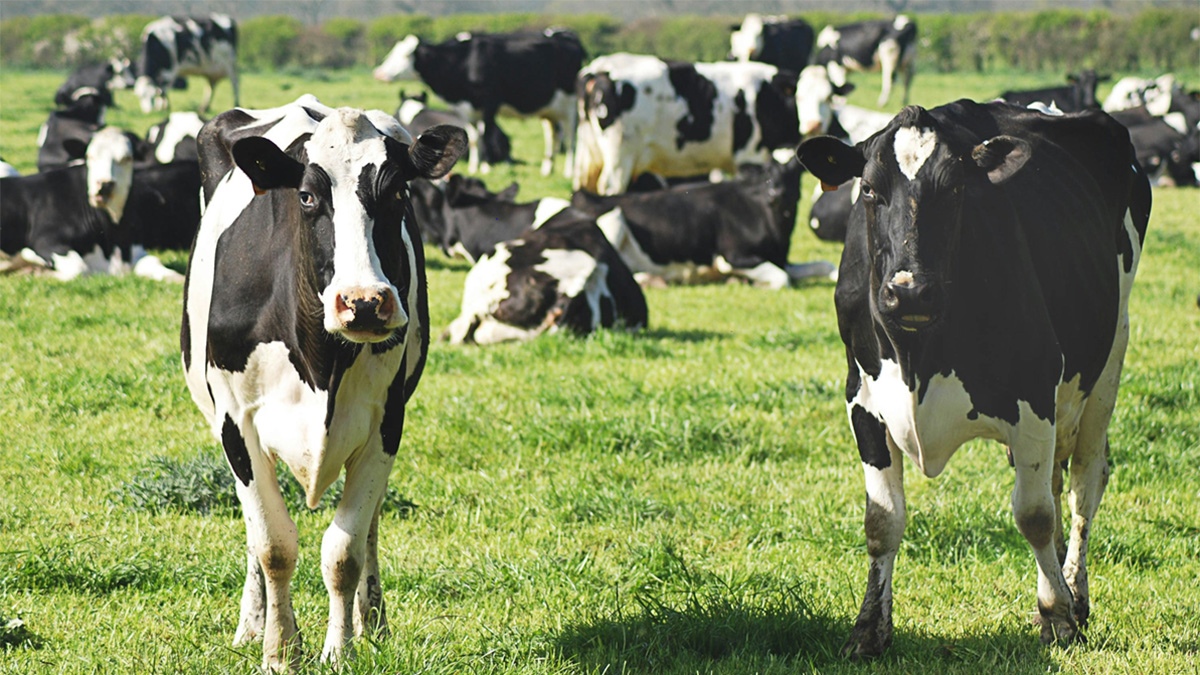 Cows in a field