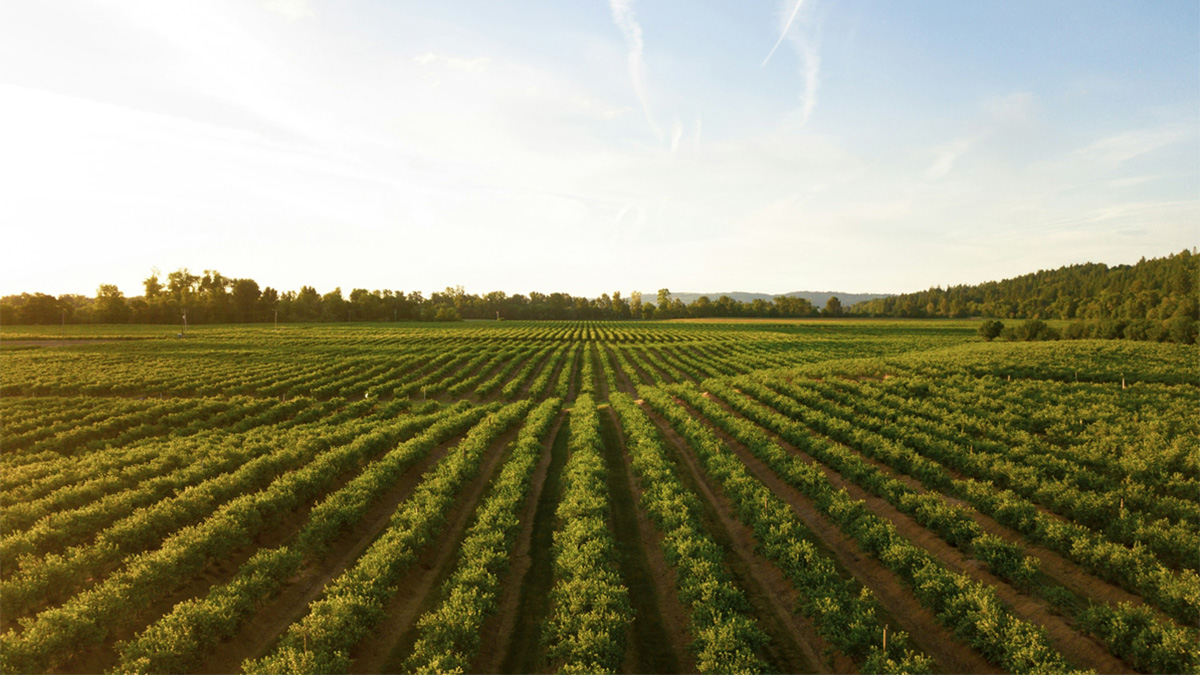 Crops fields on a sunny day