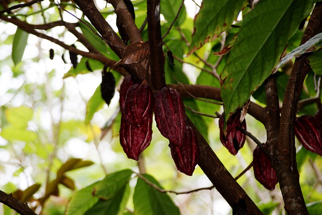 Cocoa beans