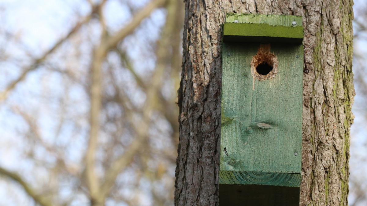Green bird box in a tree