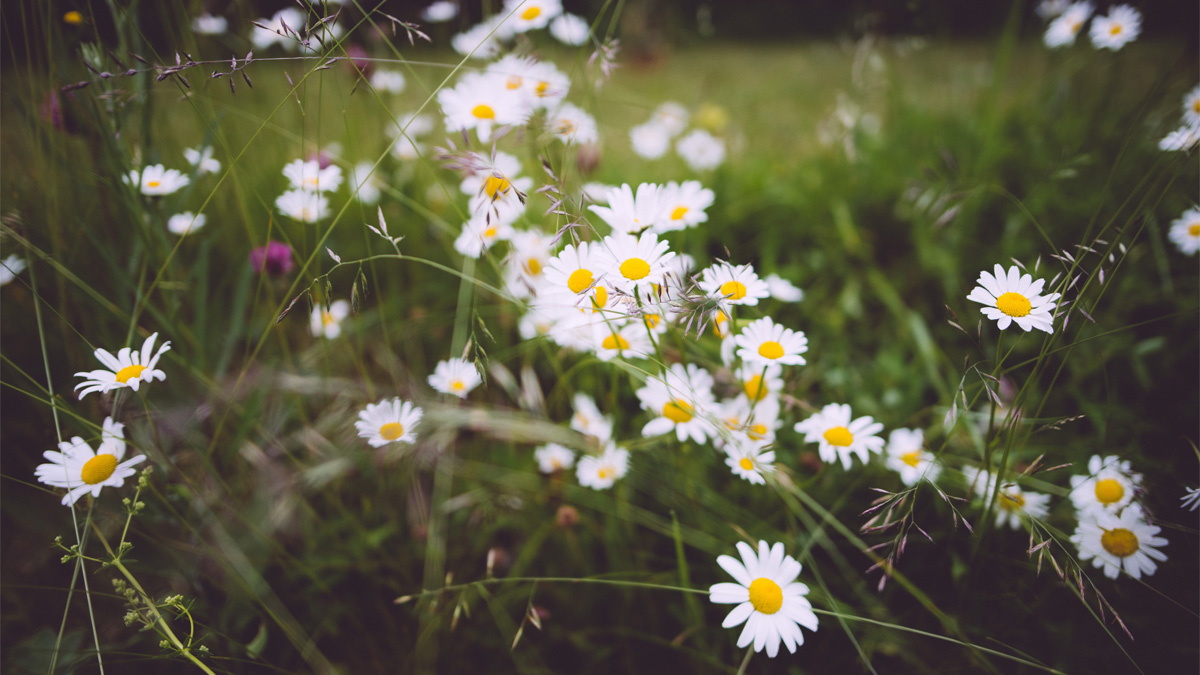 Daisies and wildflowers in meadow