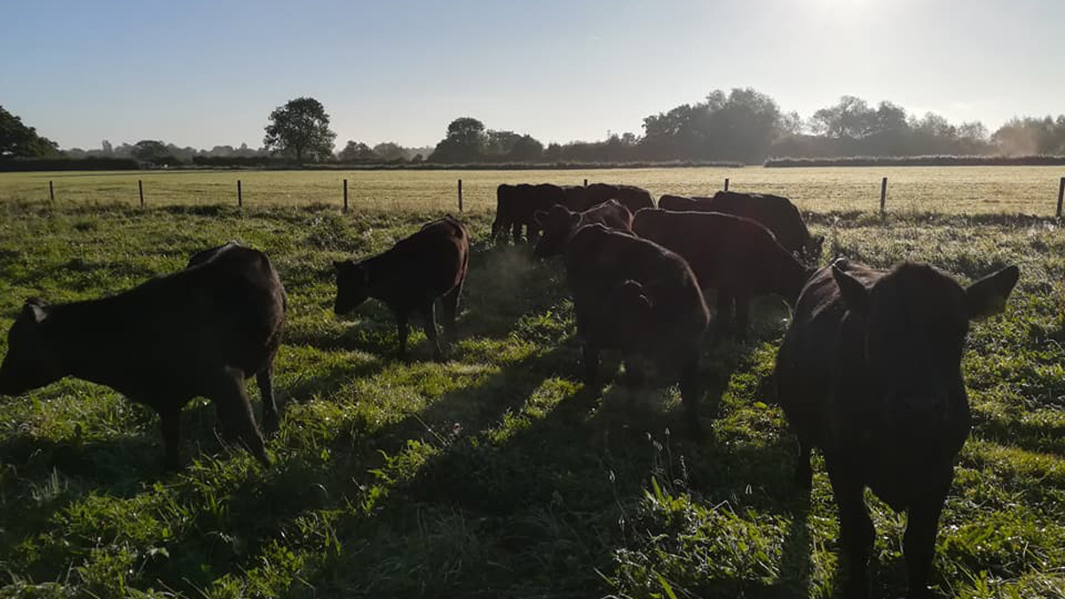 Herd of black cows grazing