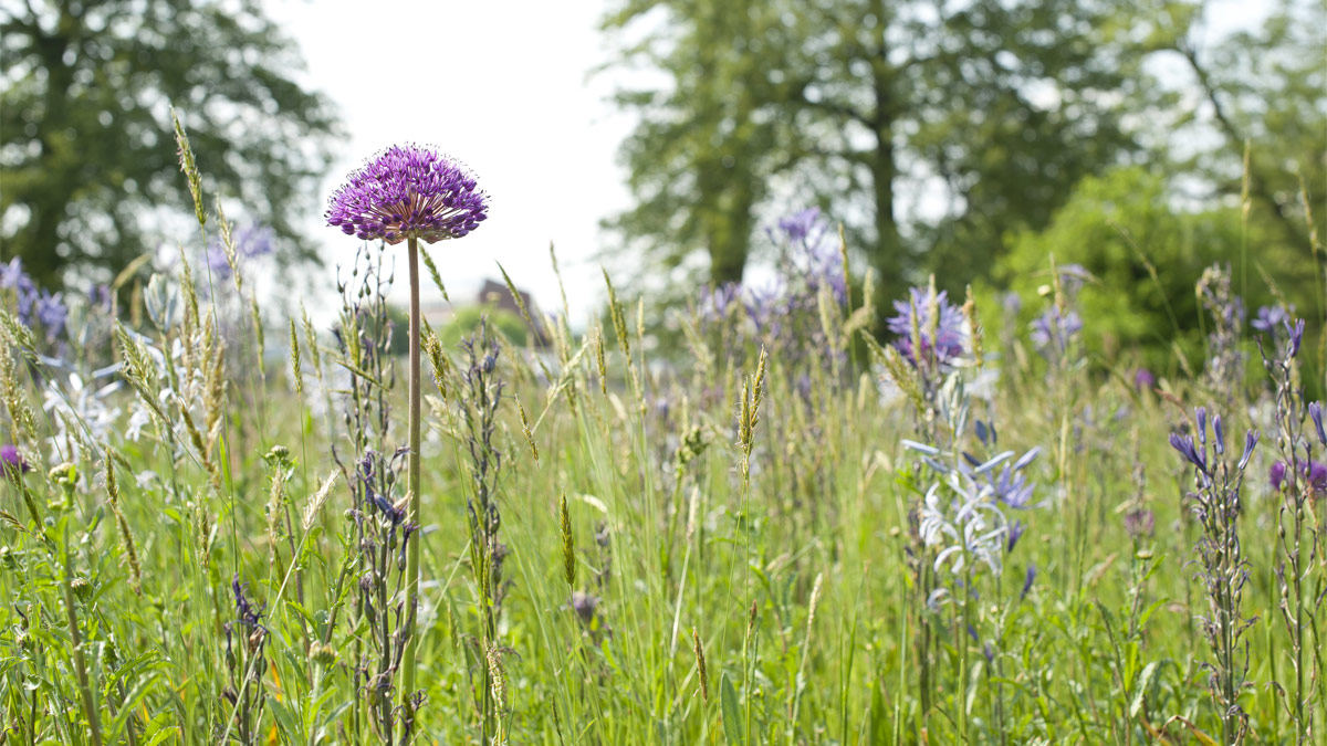 Wildflower in Harris Gardens, the University of Reading.